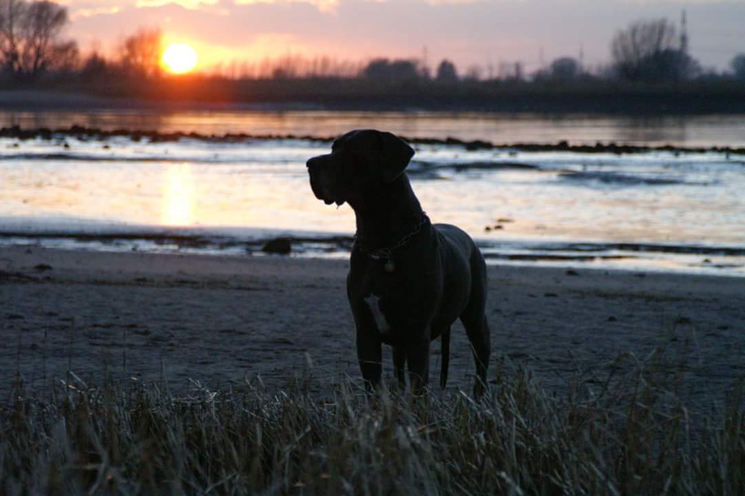 Dogge im Abendlicht